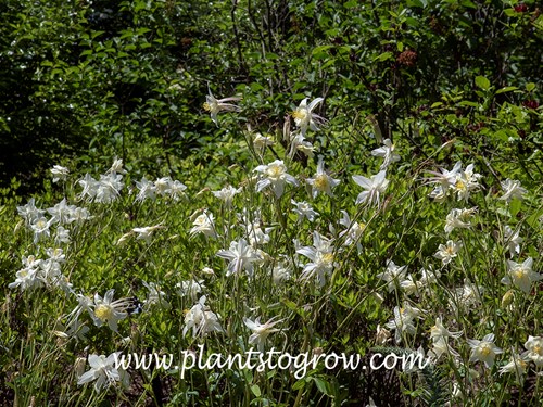 Krystall Columbine (Aquilegia coerulea)